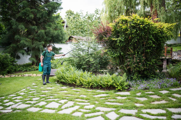 Best Ant Control Services  in Bolingbrook, IL