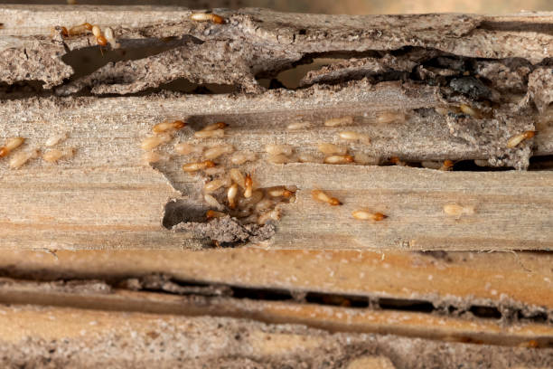 Best Mosquito Control Services  in Bolingbrook, IL